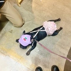 犬友募集🐕‍🦺 - 立川市