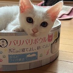 トライアル中　生後5ヶ月　白猫　届け出済み - 長崎市