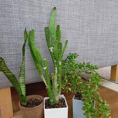 植物　3つセット(サボテン追加)