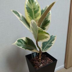 【お取引中】フィカスティネケ ゴムの木 鉢植え