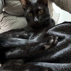 超❤️甘えた黒猫　アクア