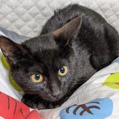 ３ヶ月位・黒子猫♀（トライアル中）の画像