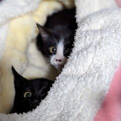 ３ヶ月位・黒子猫♀（トライアル中） - 川崎市