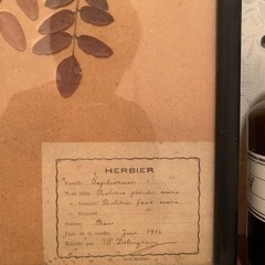 ディスプレイセット