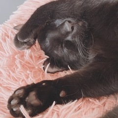 【急募】イケ猫✨甘えん坊の黒猫さん