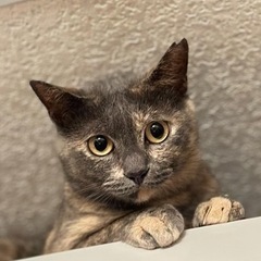 トライアル決定！約3歳おてんばgirlさび猫⭐︎ぐうちゃん