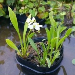 無農薬の水草❗️  オモダカ3株❗️