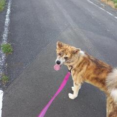 取引中止します秋田犬女の子