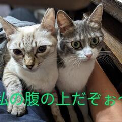 保護猫ちゃんの為に　手作り雑貨チャリティー販売