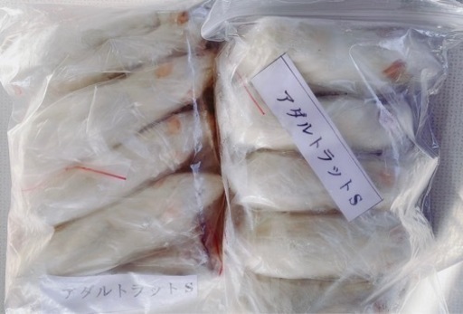 アダルトラットS  10匹 冷凍餌