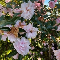 植木　つばき　椿　庭木　ガーデニング