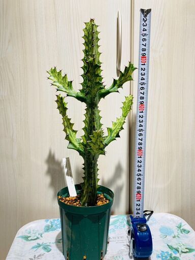 希少種【多肉植物】ユーフォルビア・イエローゴースト（4号深型スリット鉢付き）