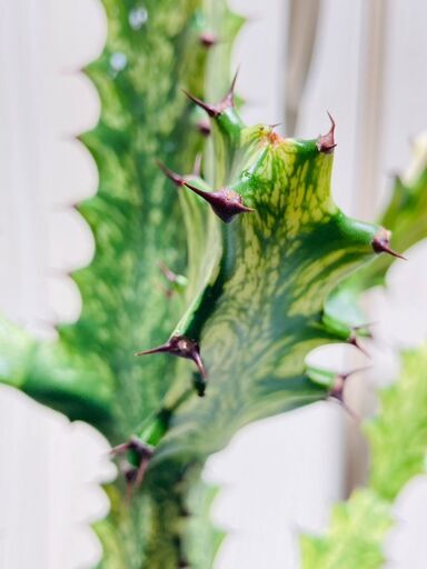 P*Y様 希少種【多肉植物】ユーフォルビア・イエローゴースト（4号深型 
