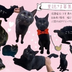 誰にでもスリスリ^_^可愛い黒猫ちゃん❤️大切に可愛がってくださる方募集してます。 - 里親募集