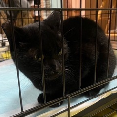 誰にでもスリスリ^_^可愛い黒猫ちゃん❤️大切に可愛がってくださる方募集してます。 − 岡山県