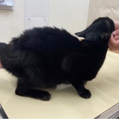 誰にでもスリスリ^_^可愛い黒猫ちゃん❤️大切に可愛がってくださる方募集してます。 - 岡山市