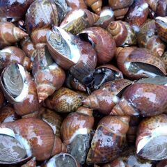 バイ貝🐚唐津産1キロ