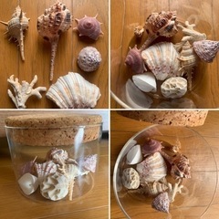 【今週1,000円】『貝殻🐚（瓶🫙付き）』