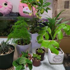 [お取引中]出品12月25日まで！観葉植物、多肉10種に変更！自...