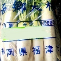 大根農家さんの美味しい大根１本¥100。　　　福岡県福津市より