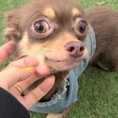 雄小型犬飼ってる方募集🐶うちの犬とお友達に！