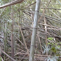 竹　雑木　ください