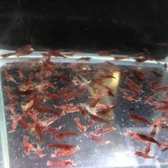 【繁殖簡単】レッドチェリーシュリンプ　極火蝦