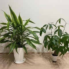 観葉植物セット ドラセナ, パキラ