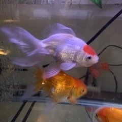 らんちゅう　金魚