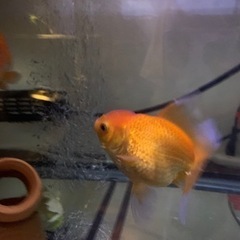 らんちゅう　金魚