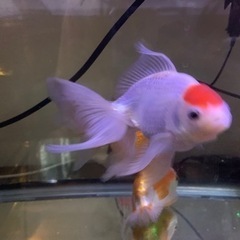 らんちゅう　金魚