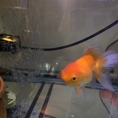 らんちゅう　金魚