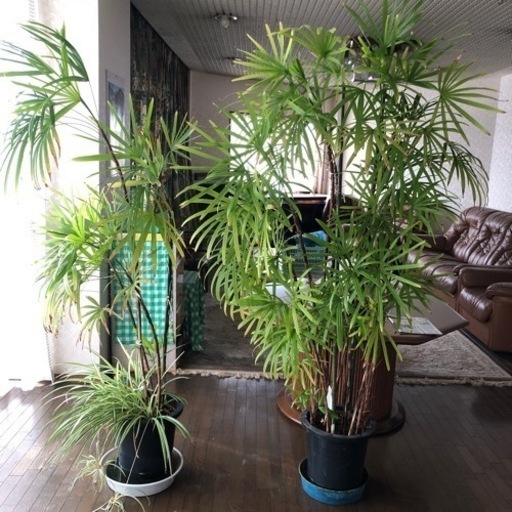 観葉植物