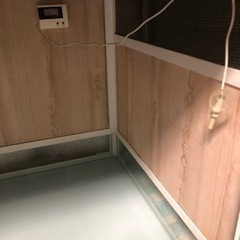 爬虫類ゲージ  1万円