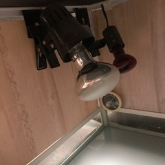 爬虫類ゲージ  1万円