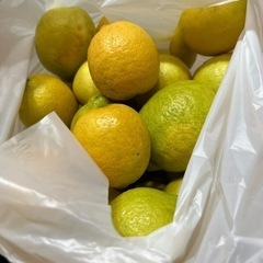 庭で採れた無農薬レモン30個