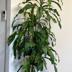観葉植物 ドラセナ 幸福の木 約170cm