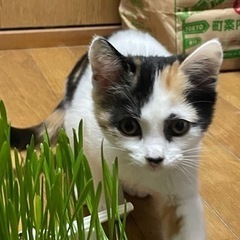 もうすぐ3ヶ月の三毛猫の女の子の画像