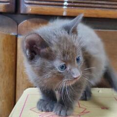 産まれたばかりの子猫ちゃん