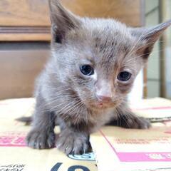 【 商談中 】産まれたばかりの子猫ちゃん