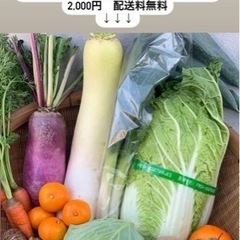 久万高原産【無農薬野菜】農家直送【採れたて野菜】