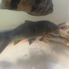 野鯉(約30センチ)