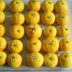 【ご成約済】実家の庭で採れた無農薬の柚子 25個(3)