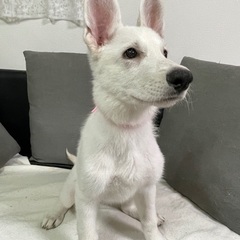 大型犬3ヶ月のパピー