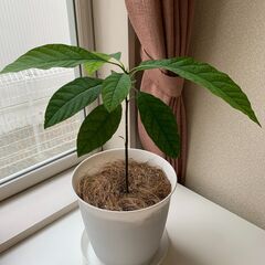 観葉植物　アボガド