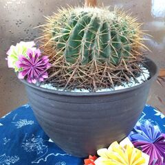 ④【松久園】サボテン 金鯱 8号 鉢入り ビックサイズ