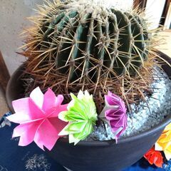 ②【松久園】サボテン 金鯱 8号 鉢入り ビックサイズ