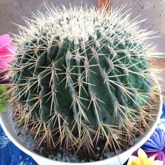 ③【松久園】サボテン　金鯱　8号　鉢入り　ビックサイズ ④【松久園】サボテン 金鯱 8号 鉢入り ビックサイズ