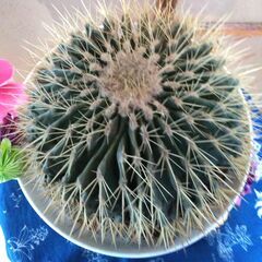 ③【松久園】サボテン 金鯱 8号 鉢入り ビックサイズ