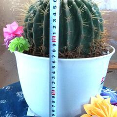 ④【松久園】サボテン 金鯱 8号 鉢入り ビックサイズ